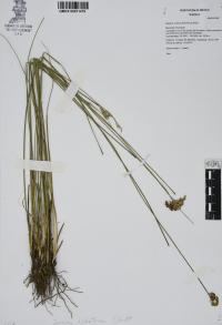 Juncus dichotomus image